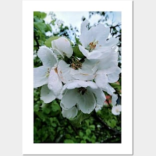 Rainy Day Apple Tree Posters and Art